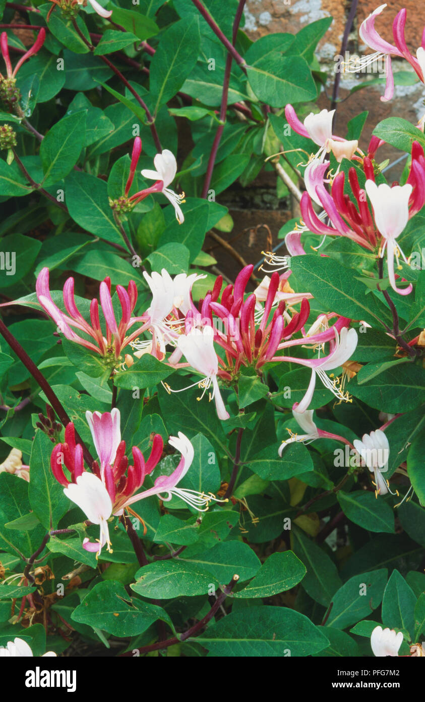 Lonicera periclymenum 'Serotina', Common Honeysuckle or Woodbine
