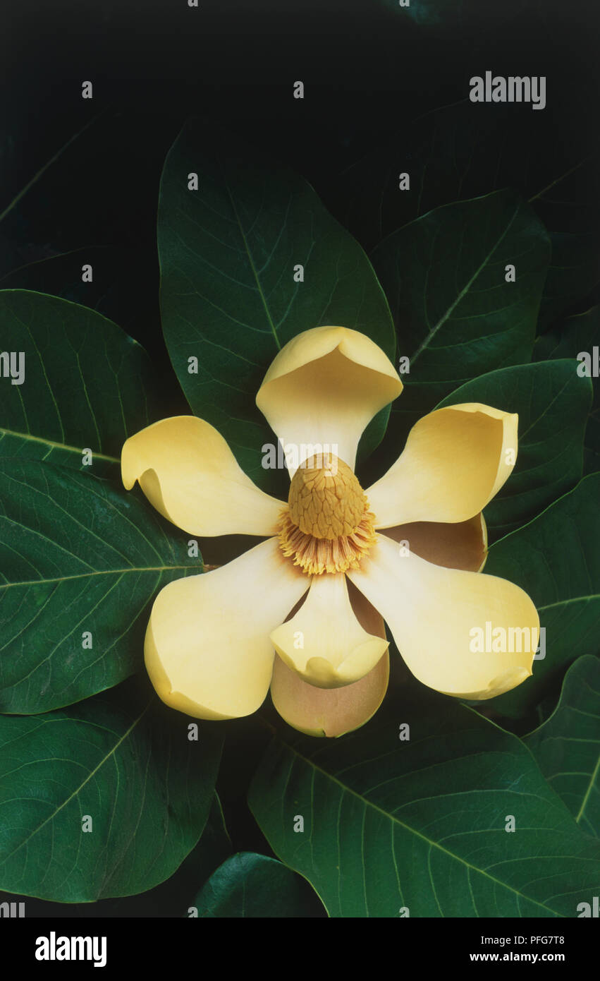 Cream-coloured flower head from Magnolia delavayi (Delavay's magnolia), amid leaves, close-up Stock Photo