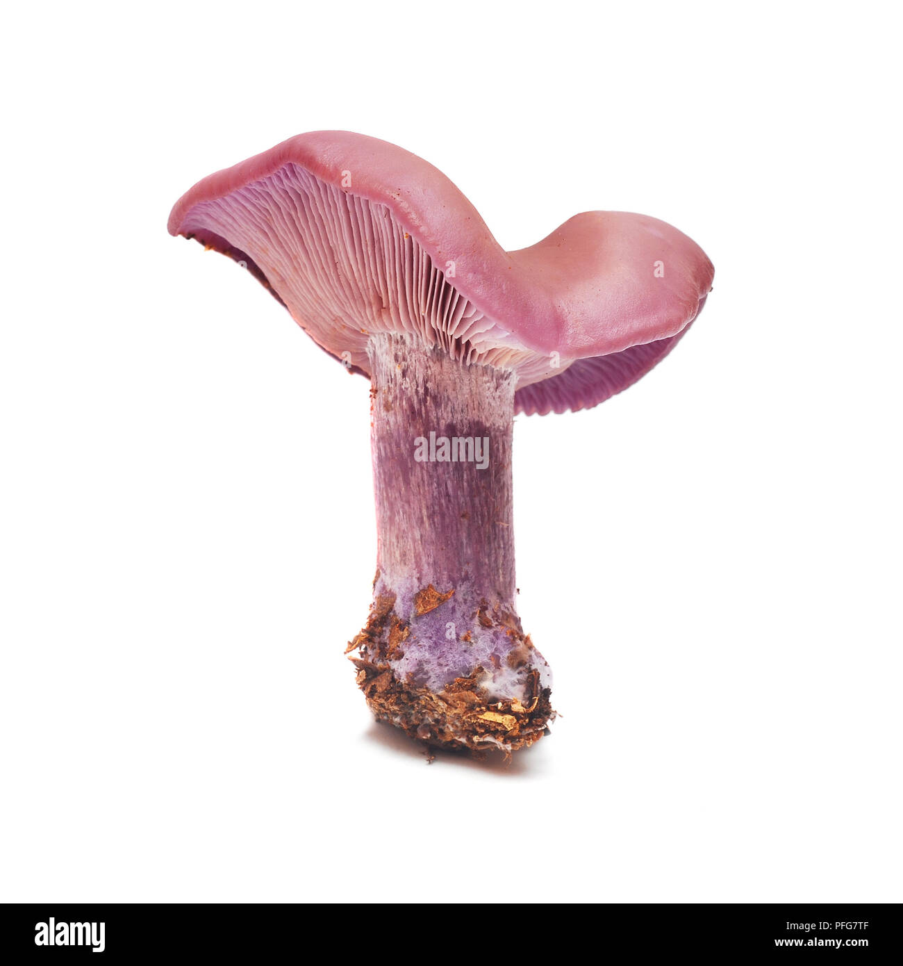lepista nuda, also clitocybe nuda (wood blewit) mushroom isolated on white Stock Photo