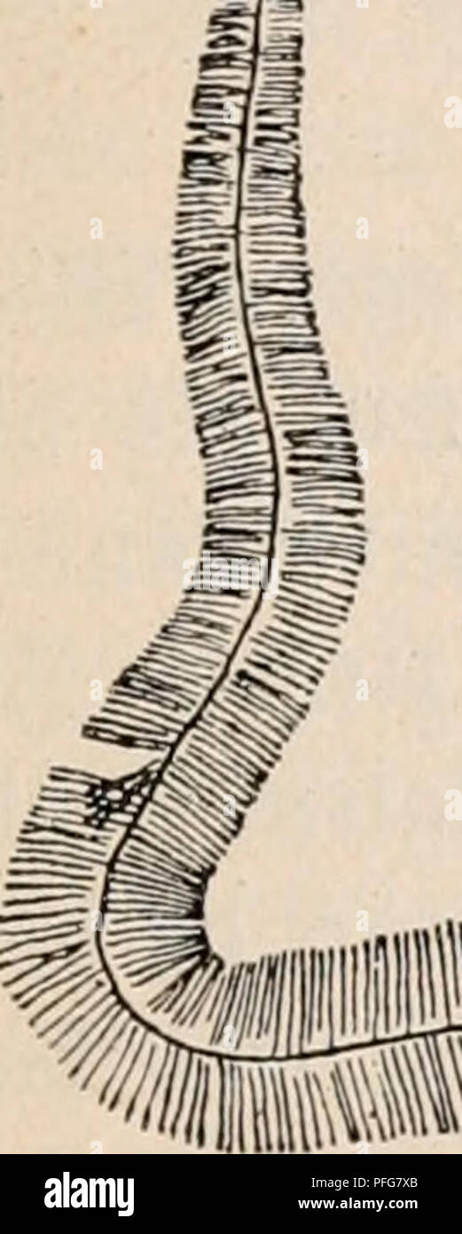 Rieb High Resolution Stock Photography And Images Alamy