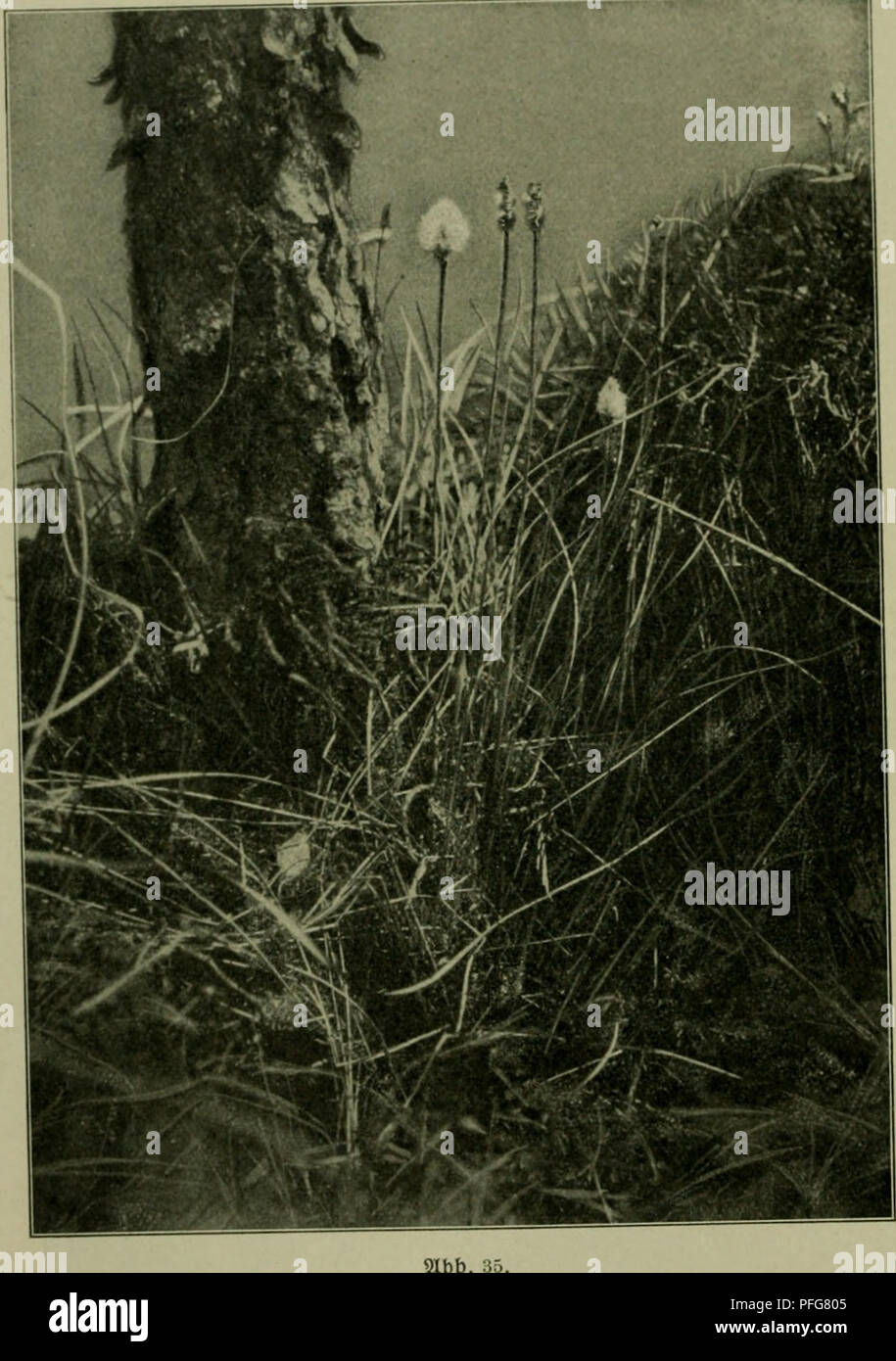 Das Leben der Pflanze. Plants; Plants; Plants; Phytogeography. ^gg  ^r)gropt)ile g-ormatiouen. üon Sttefcm; qe^t ha^ 5Jloor hux^ Xxodzn^txt  jurüc!, fo tücfen bte Sliefern uor, raä(i)[t ba§ 3J!oor luiebcr, ]o lüerbcn  fie