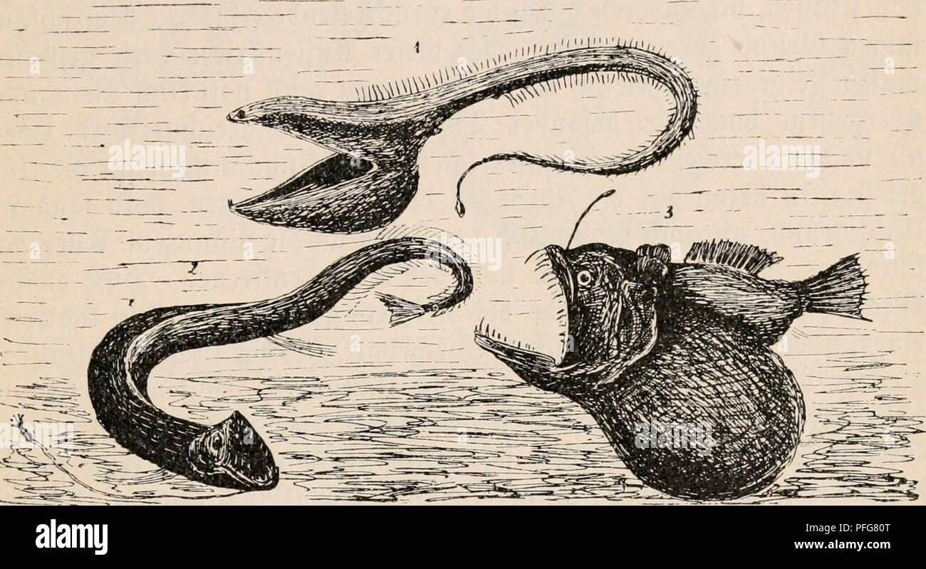 . Das Meer, seine Erforschung und sein Leben. Ocean; Marine biology. ®tc Xiere be§ 9Keere§ 87 fot(^e, bte o^ne fefte .f)eitnat in ben mittleren ©liiic^ten ftc§ aufhatten. @§ ()at fi(i) ferner bte Xatfod^e Ijeran^gefteüt, ba^ ga^itreidie Zierformen folüof)! im 9^örblicf)en a§> auc^ im ©üblichen (Si^meer angetroffen mer^ ben, in ben gtuifc^en 6eiben üegenben (Gebieten aber fe{)ten. Wan be^ geidjnet biefe anffaUenbe nnb nicfit leicht jn erflärenbe @rf(i)einung mit bem Sfiamen ber „SSipoIaritöt" ber Ziermelt. ©ie ift meniger an§ge=. 3l6b. 27. 5lieffeefifd)e. 1. Saccopharyiix pelecanoides. Stock Photo