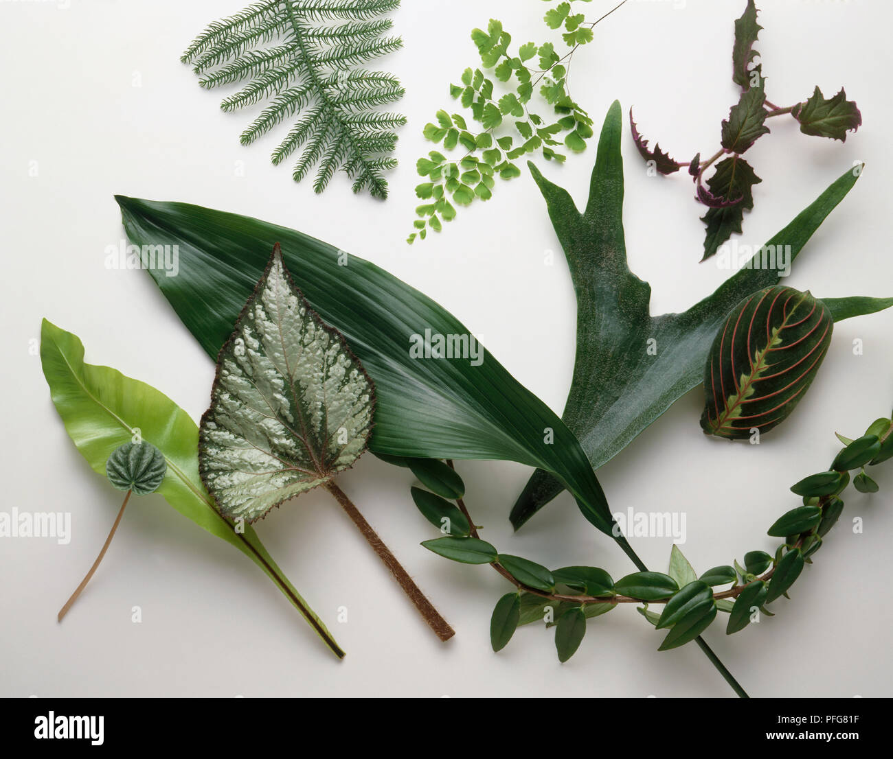 Collection of leaves from indoor plants, including Norfolk Island pine, Cast-iron plant, Bird's nest fern, Emerald ripple peperomia, Painted-leaf begonia, Maidenhair fern, Staghorn fern, Purple velvet plant, Red herringbone plant, Columnea 'Banksii' Stock Photo