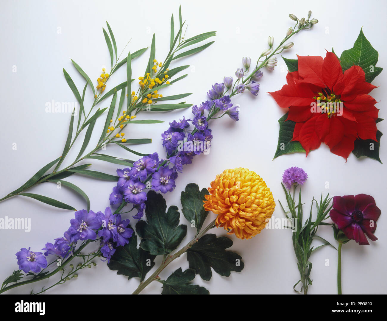 Various flower shapes, including Acacia longifolia (Golden wattle), Delphinium elatum (Delphinium), Chrysanthemum hybrid, Euphorbia pulcherrima (Poinsettia), Centaurea cyanus (Cornflower), Anemone Coronaria (Poppy anemone) Stock Photo