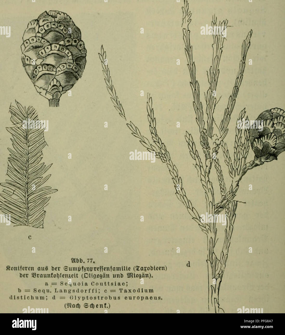 . Das Leben der Pflanze. Plants; Plants; Plants; Phytogeography. mb. 77. Äonifcren au§ bcr Sunipfjupreffenfamilte (3;aiobteen) ber aSraunfo^lenjcit (Dligojän unb 5IJllojän). a = Sequoia Couttsiae; b = Seqii. Langsdorffi; c = Taxoillum &lt;l Istich um; (1 = (Uyptostrobus europaeus. CSlait) ©c^enf.) rounberbaren (Sinäell^eiten biefer fogenannten ^Sinfc^Uiffe&quot; auSgegetdinet erfennen laffen. 2)ie Sernfteinpftanjenrefte gehören auf biefe Söeife ju ben atlcrroertöottften 2)otumenten ber foffilen gtora überhaupt. 9lud) bie Sernfteinbäume fennen mir au§ ^ol^rcften, oft nod^ mitS3ernftein burci^=  Stock Photo