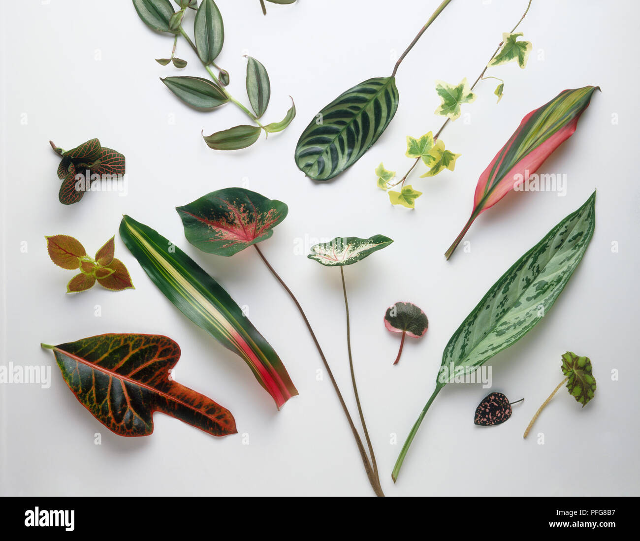 Various leaves, including Wandering jew, Snakeskin plant, Angel wings, Painted nettle, Croton, Blushing bromeliad, Peacock plant, English ivy, Ti plant, Silvered spear, Polka-dot plant, Eyelash begonia Stock Photo