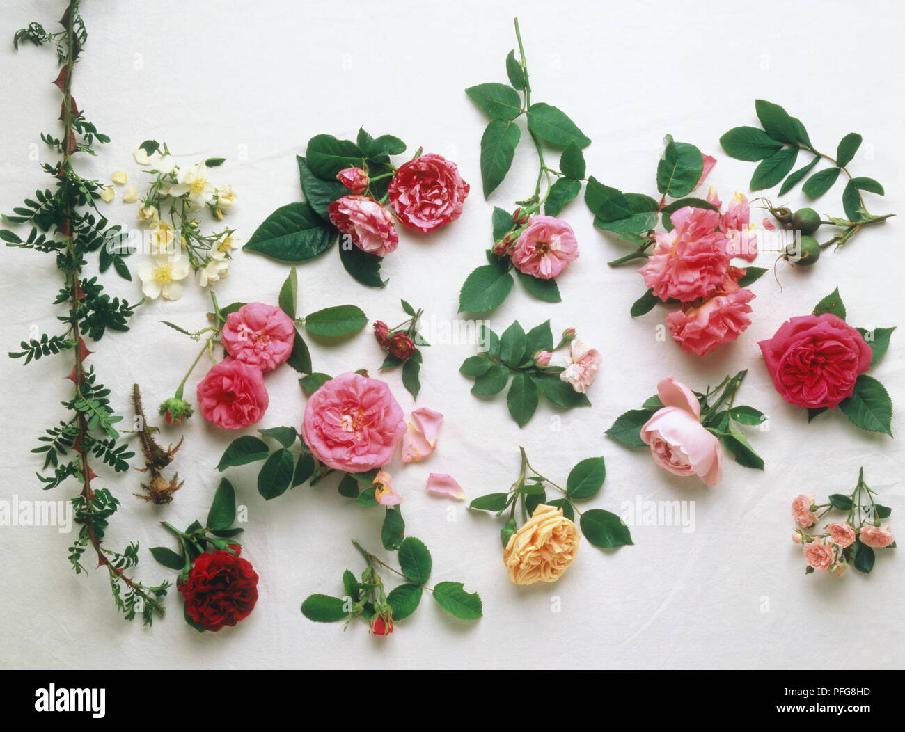 Roses nature hi-res stock photography and images - Alamy