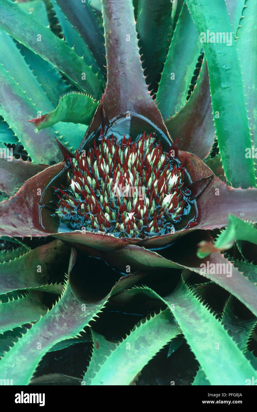 Flower head and spiked leaves from Neoregelia eleutheropetala (Bromeliad), close-up Stock Photo