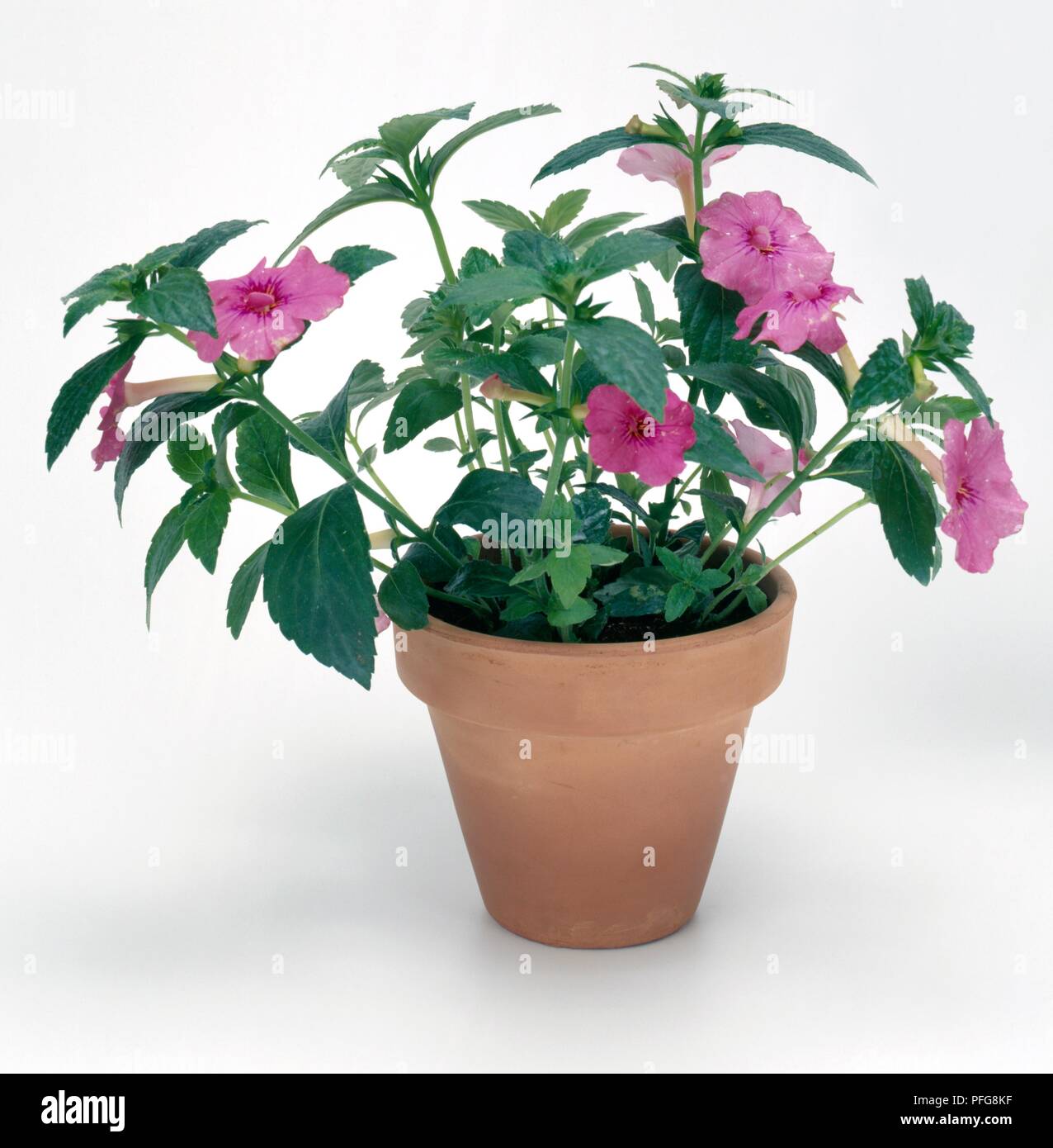 Achimenes plant (Cupid's bowers, Hot Water Plant) with pink flowers in terracotta pot Stock Photo
