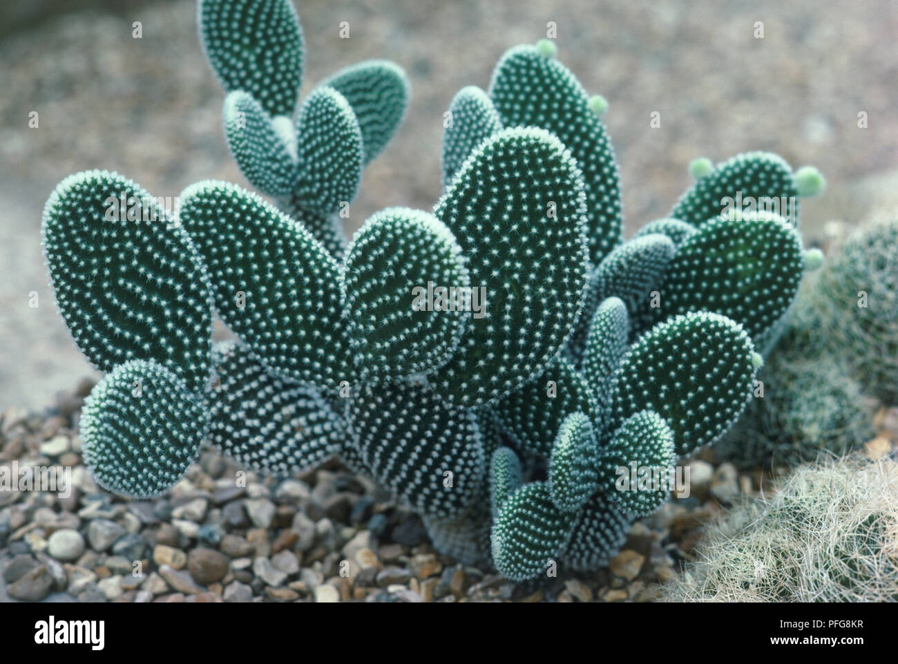 Opuntia microdasys var albispina (Bunny Ears Cactus, Bunny Cactus or Polka-dot Cactus), pad-like stems covered in numerous glochids Stock Photo