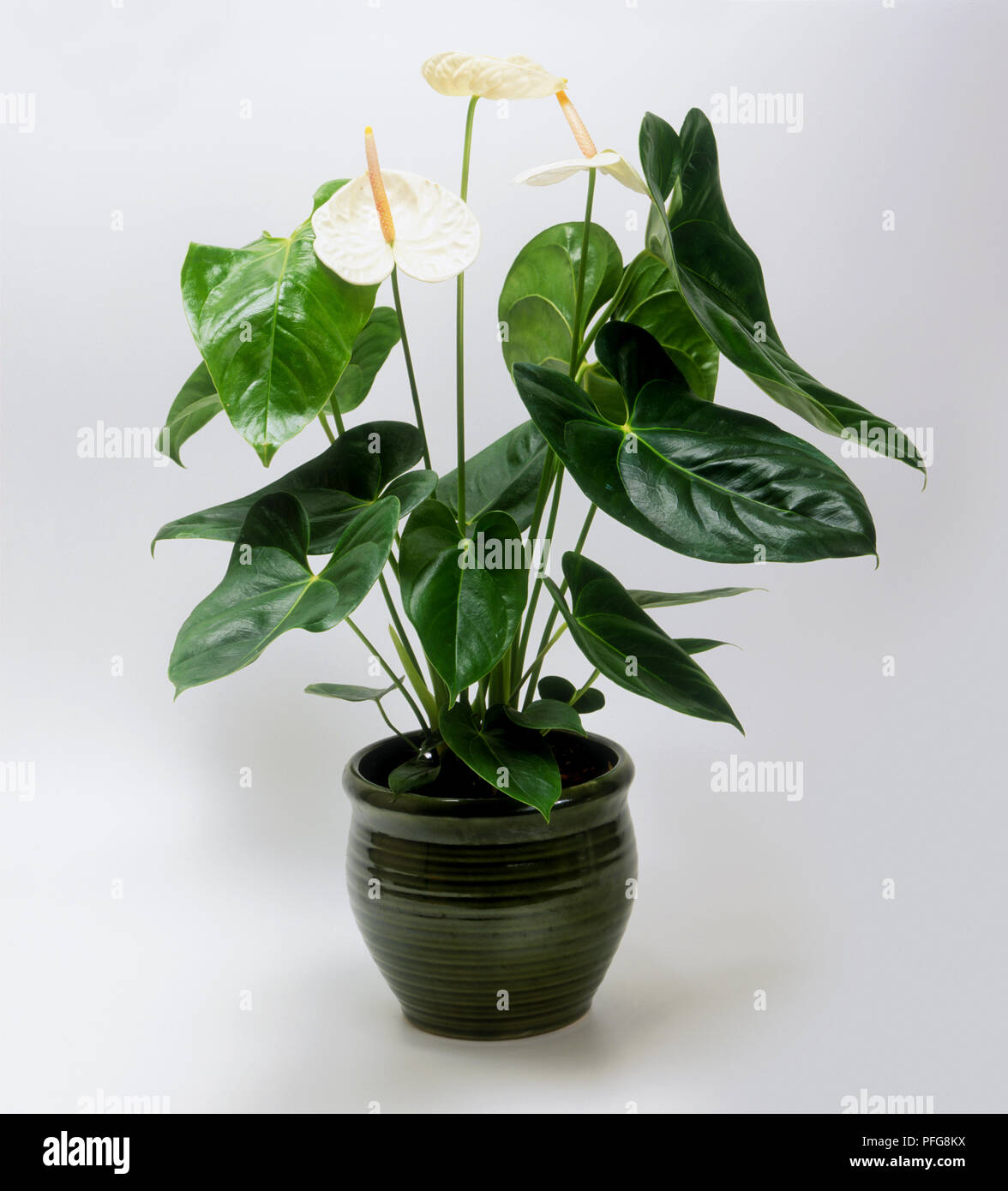 weißer blauregen kaufen Wisteria sinensis 'Alba' (Weißer Cin.Blauregen) hier günstig kaufen –  Mitteldeutsche-Baumschulen main image 0