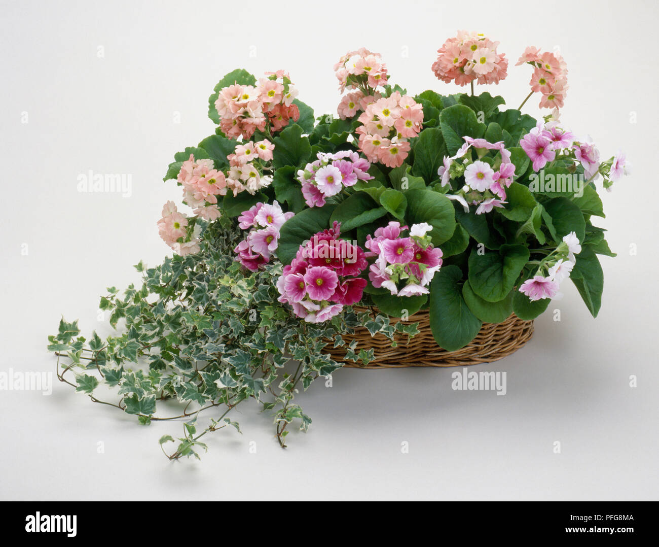 Ivy in basket hires stock photography and images Alamy