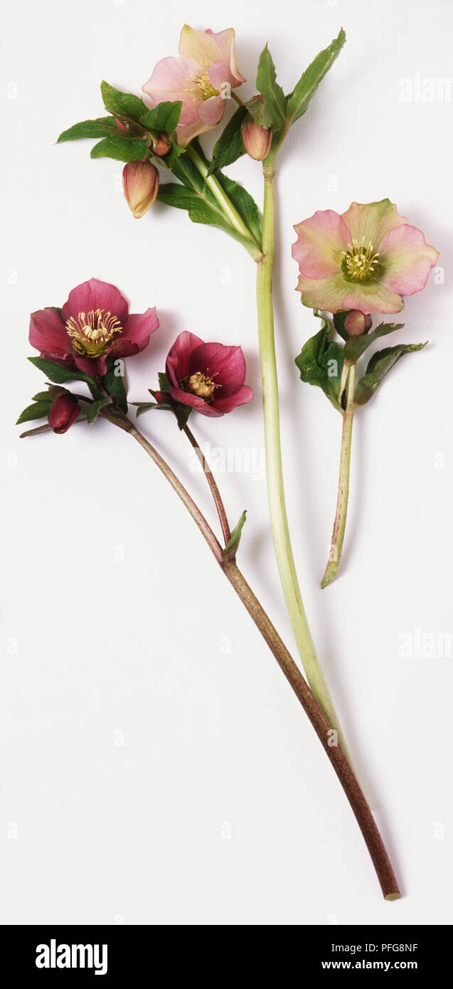 Plants rose blooms hi-res stock photography and images - Alamy