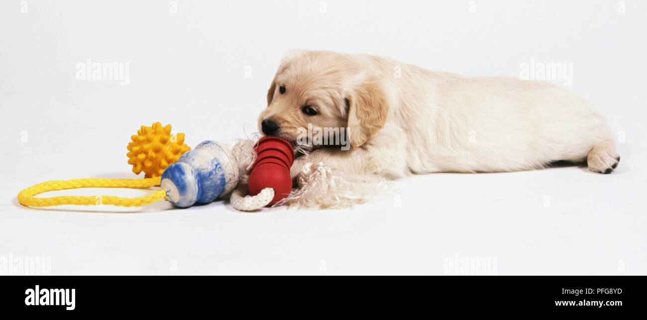 Golden Retriever puppy (Canis familiaris) with dog toys, chewing on one
