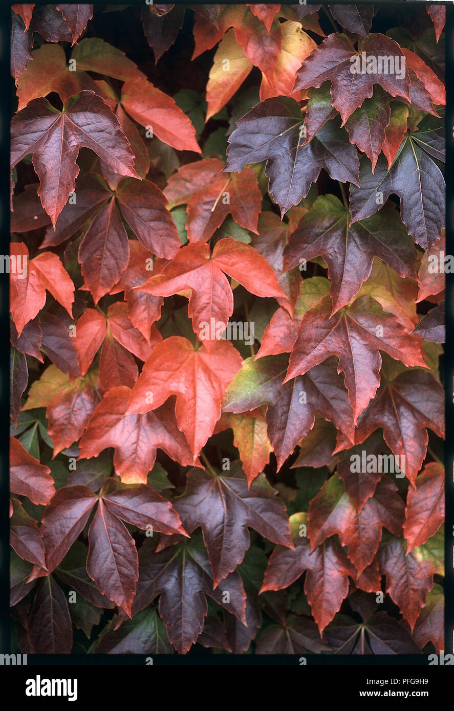 Parthenocissus tricuspidata, red Boston Ivy leaves Stock Photo