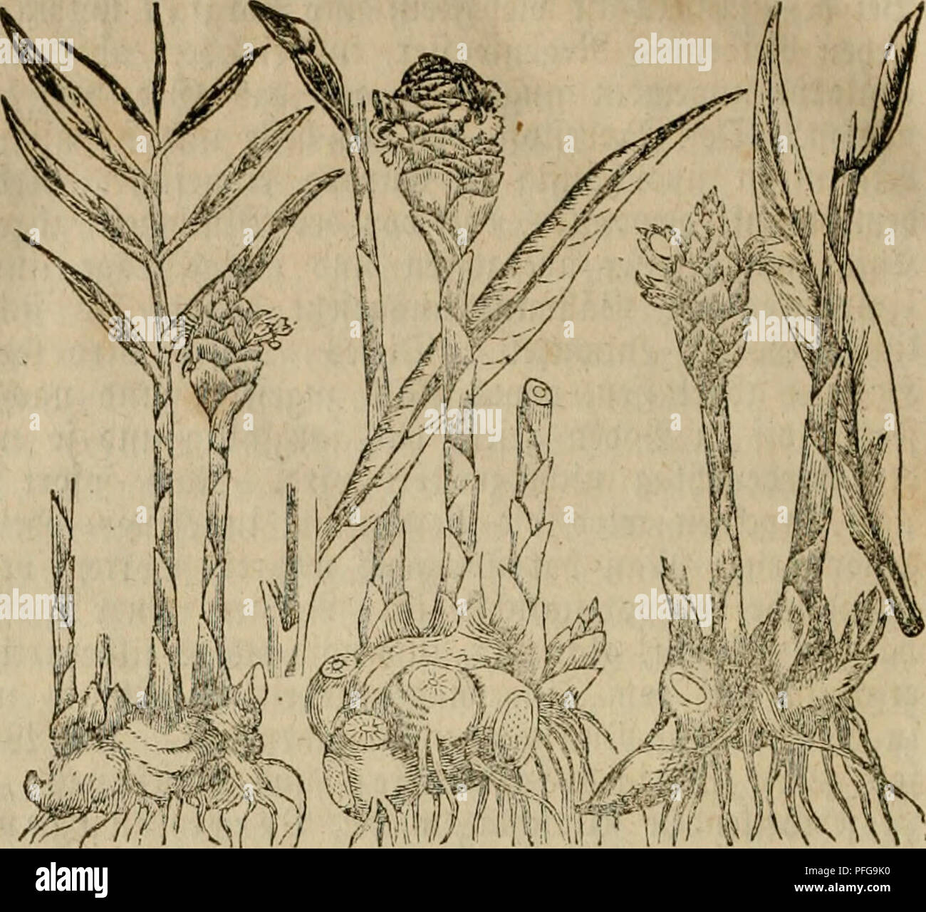 . Das grosse illustrirte Kräuter-Buch : eine ausführliche Beschreibung aller Pflanzen, mit genauer Augabe ihres Gebrauchs, Nutzens und ihrer Wirkung in der Arzneikunde. Medicinal plants; Materia medica, Vegetable; Herbs. 276 3nfulflttct ^tinc — 3o^rtn!ti«^Jto^.. im 3 n g »x&gt; e r. laip^iger SBetfrone; btcifad^erifict' f[eifd)igev ^a^fcl 5Htcu: ®c = iräuc^lici^cT ^itön^er (Z. of- ficinale), {%i(. 4), mit ftto% gcficbettcin, tricc^eiibcm, jufammen^ gebrütftcnt, fhiöcrSbicfcm, au^cn grauem, innen lüci^cm 3Surjelftcc!c, lanacn Sßnrjelfafern; cin]äl)ri(cn, fal)len, 3-4 %u^ ^ot)cn 23Idttcr^ ftcn Stock Photo