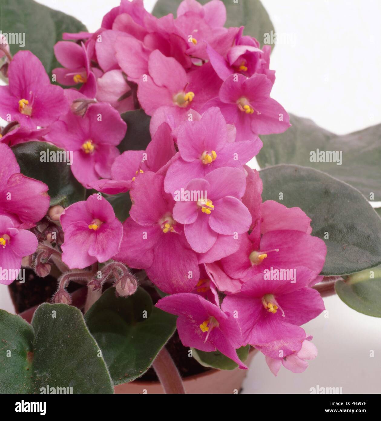 Saintpaulia 'Mina' (African violet), pink flowers, close-up Stock Photo