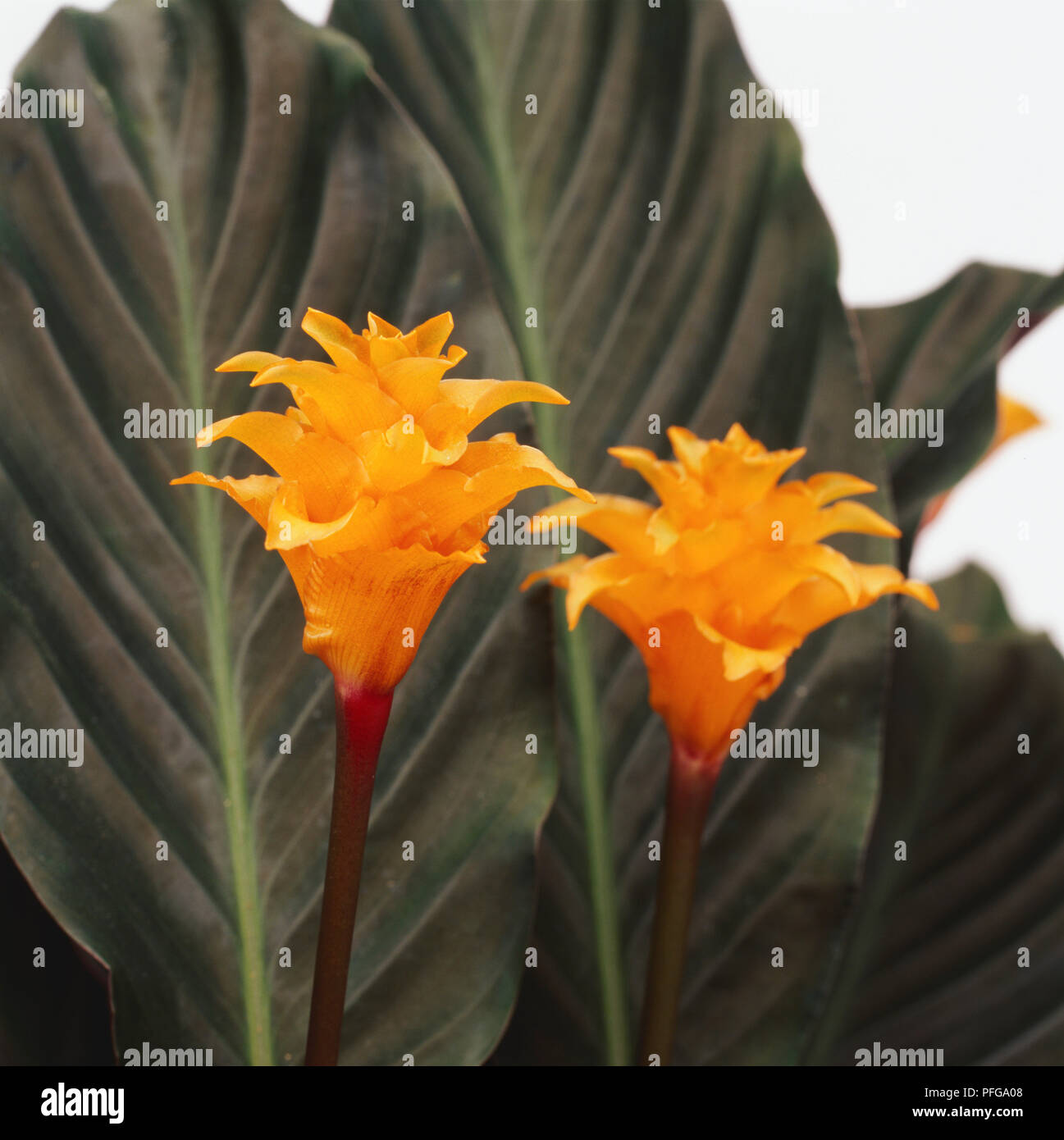A bright yellow flame-like flower with dark red pedicels on a Calathea crocata plant. Flowerhead with orange bracts. Stock Photo