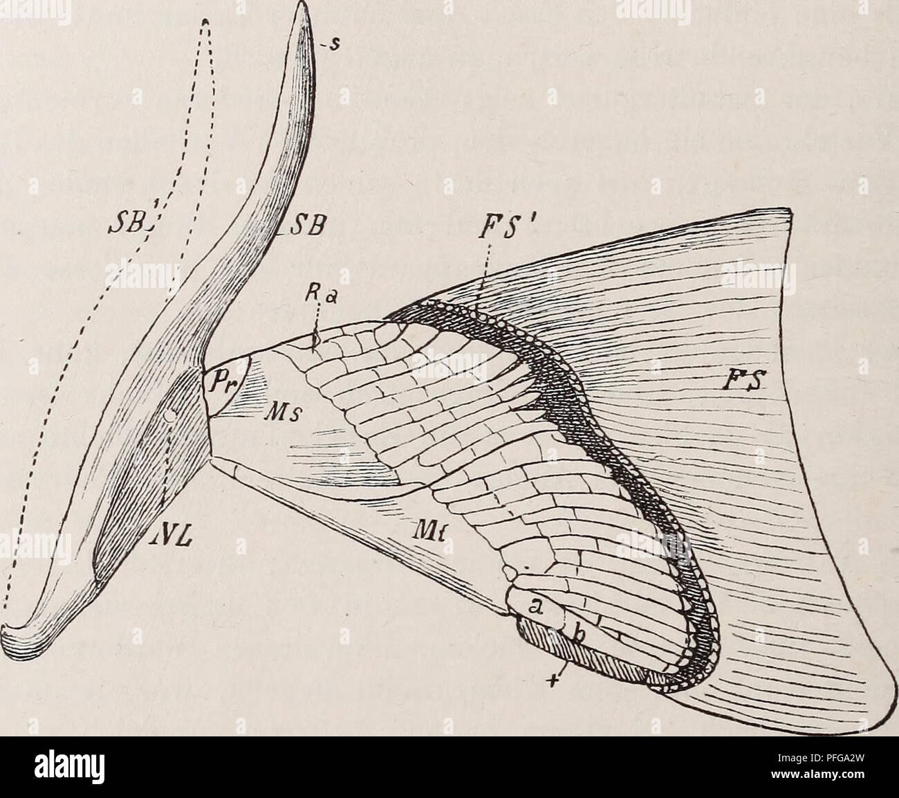 . Das Gliedmassenskelet der Wirbelthiere, mit besonderer Berücksichtigung des Schulter- und Beckengürtels bei Fischen, Amphibien und Reptilien. Bones; Vertebrates; Anatomy, Comparative; Fishes; Amphibians; Reptiles. — 146 — wendigkeit auch ein starker, als wohl gefestigter Aufhängeapparat fun- girender Schulterbogen hervor. Auf eine Schilderung der complicirten Architektur des Knorpel- skelets der Brustflosse einzutreten, halte ich nicht für nothwendig, und es mag genügen, zu betonen, dass ich jenen Basalia, die man bisher für so hochwichtige und typische Gebilde aufgefasst hat, nur einen secu Stock Photo