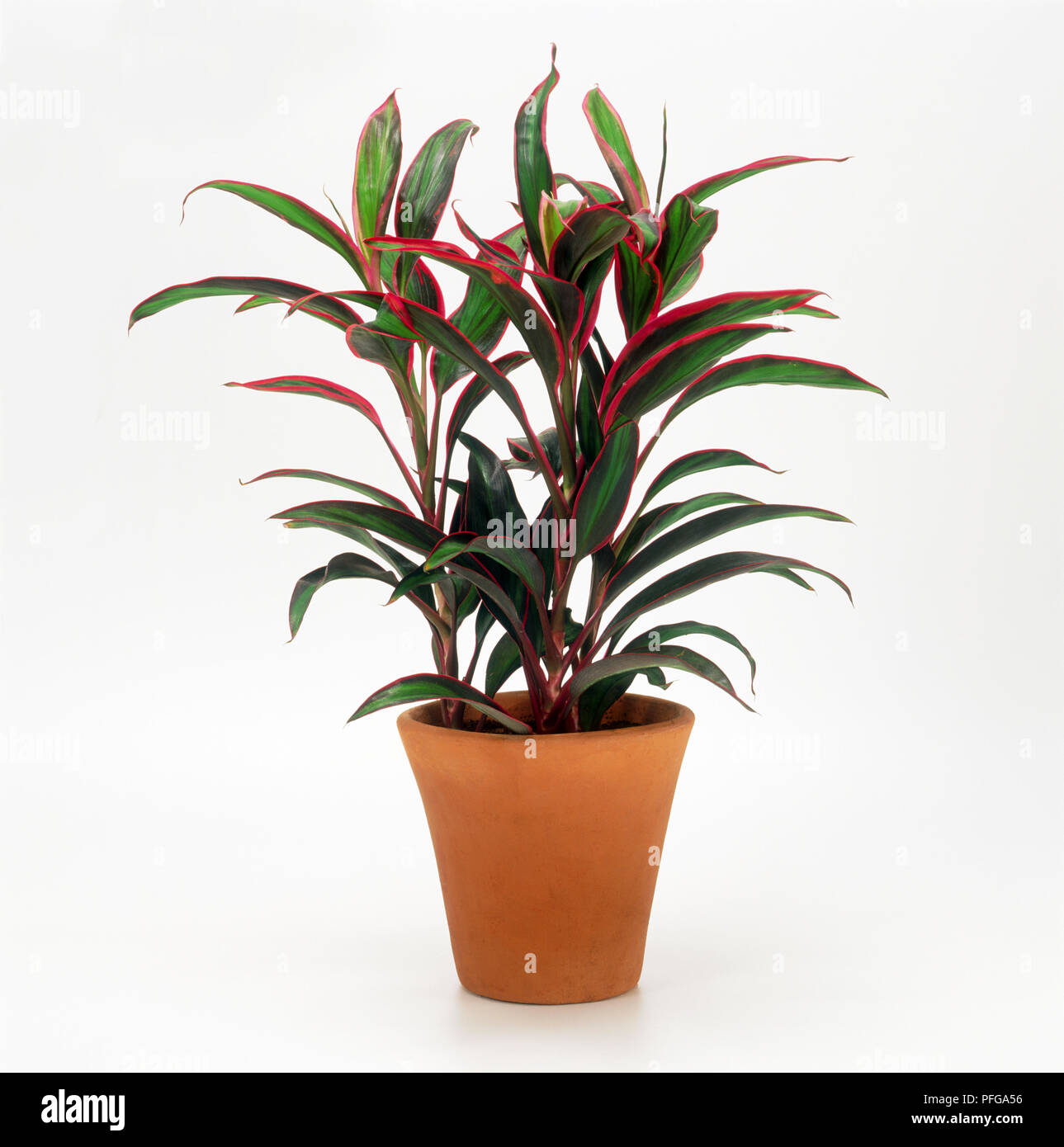 Cordyline fruticosa ‘red edge’ hi-res stock photography and images - Alamy