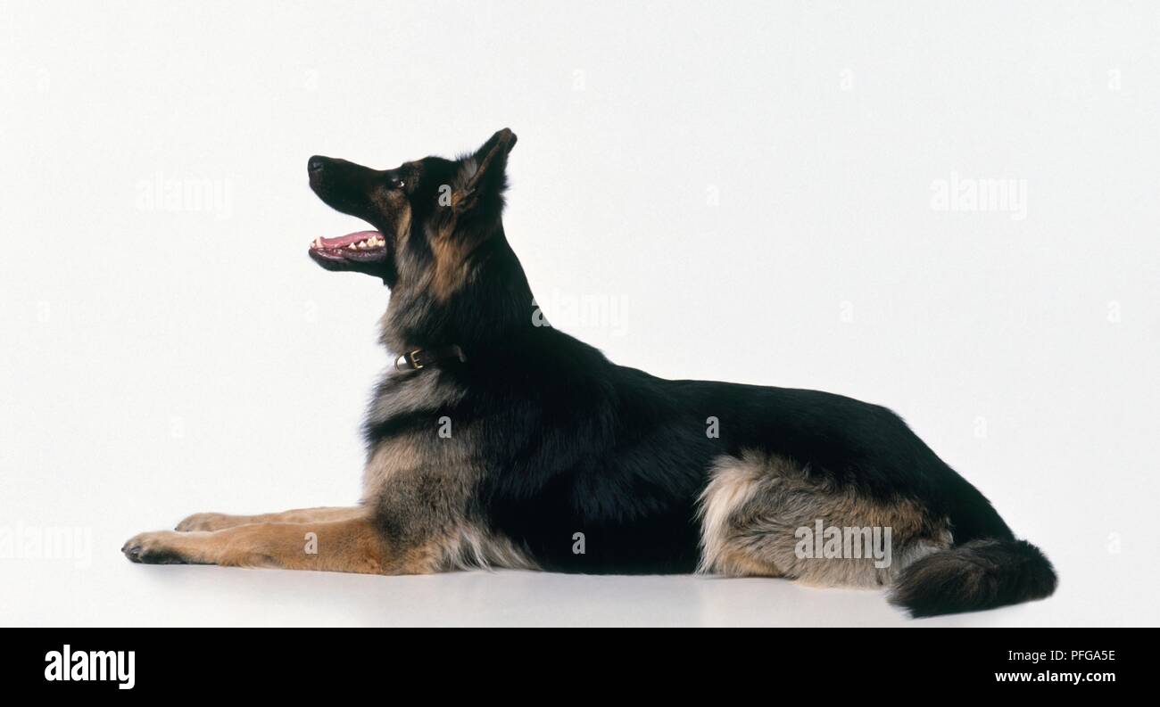 Black And Tan Coated German Shepherd Lying Down Side View Stock Photo Alamy