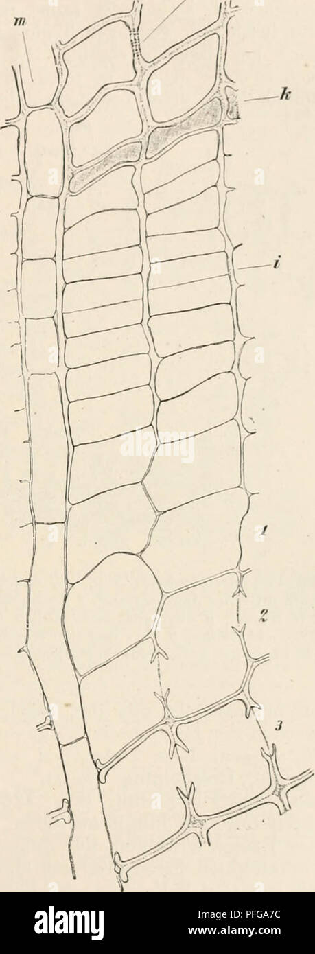 . Das botanische praktikum, anleitung zum selbststudium der mikroskopischen botanik für anfänger und geübtere, zugleich ein handbuch der mikroskopischen technik. Plant physiology; Botany; Microscopy. X. Holz der Kiefer. Kambii 263 einschichtigen, zum Teil mehr- schichtigen Markst rahlen. Das Aus- sehen der Markstrahlen ist ein ver- schiedenes, je nachdem der Schnitt Raihen von ihnen traf, die proto- plasmatischen Inhalt bzw. auch Stärke führen, oder inhaltsleere Reihen, die der Wasserleitung dienen. Die mit protoplasmatischem Inhalt versehenen Reihen weisen kürzere, schwächer verdickte Zellen  Stock Photo