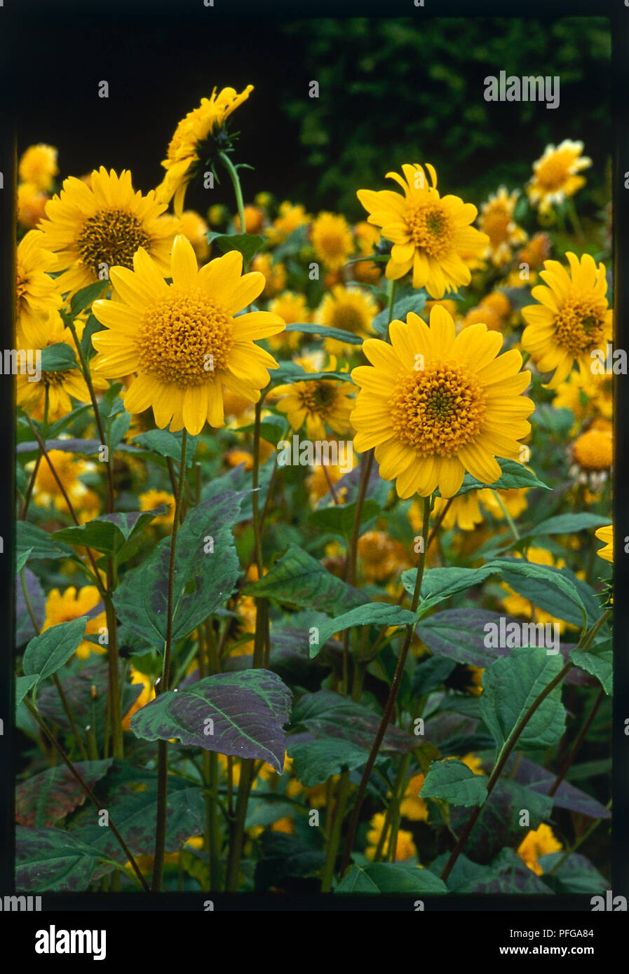 Sunflower, large semi-double, daisy-like bright yellow flowers with a yellow disc. Stock Photo
