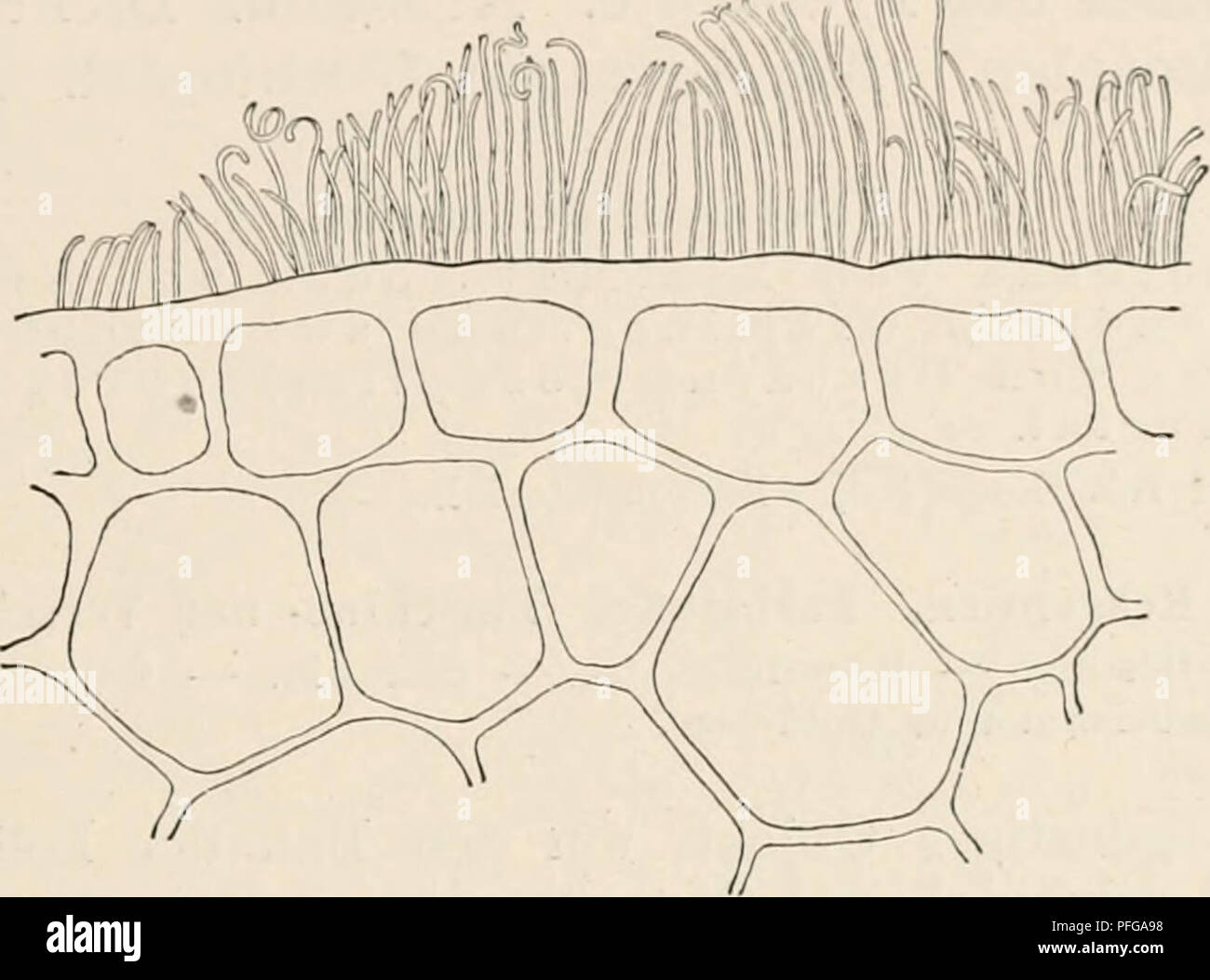 . Das botanische praktikum, anleitung zum selbststudium der mikroskopischen botanik fÃ¼r anfÃ¤nger und geÃ¼btere, zugleich ein handbuch der mikroskopischen technik. Plant physiology; Botany; Microscopy. VII. WachsÃ¼berzug vom Zuckerrohr. B'aug'anz. 223 Das schÃ¶nste Objekt ist das in GewÃ¤chshÃ¤usern hÃ¤ufig kul- tivierte Zuckerrohr (S a c c h a r u m o f f i c i n a r u m). Dort tritt uns der WachsÃ¼berzug in Gestalt langer, an den Ende n oft lockig gekrÃ¼mmter Â»StÃ¤bchen entgegen. Man stelle OberflÃ¤chenschnitte von den Knoten des Stengels, die durch ihr glaukes Aussehen auffallen, her. Da  Stock Photo