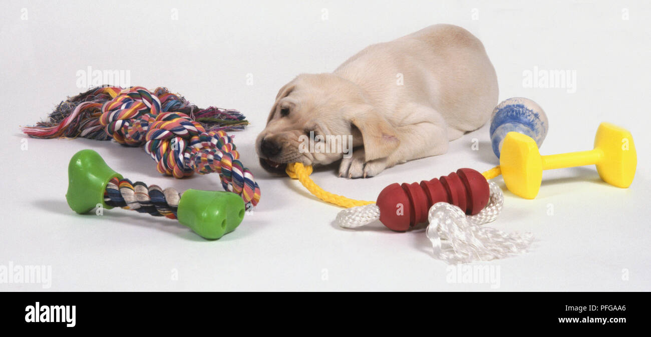 Young Labrador puppy (Canis familiaris) lying on the floor and chewing on a piece of yellow rope, dog bones and playthings scattered around it Stock Photo