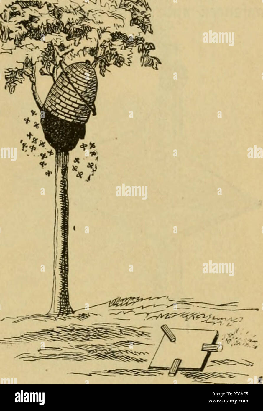 . Das buch von der biene. Bees; Bee culture. !^ie Smferci im Stabilbau. 393 öiel ad mögürf) ©ienen in ben ^^ansforb ju bringen, ©inb erft nur einige ^unbert barin, fo mact)t fi^ in ber Ütegel bie ©ac^e Don jelbft unb nac^ einer ©tunbe !önnen lüir ben 'B(t)vaxm im ^Jangforb öom S3aume Idolen, ^n einem anberen gaüe l)elfe man jic^ in ber $J^otlage, wie gig. 269 e§ un§ beutlirf) ^eigt. ^ann man aber bem @cf)warme mit bem 5ang!orbe gar nid^t beifommen, fo mu^ ber ®rf)jüarm* ober gangbeutel (gig. 196 bil 198) l^elfen. ö[t enbli^ ber Bd)vaim glütftirf) in ben gangbeutel l)ineingejct)üttelt, fo jd^ Stock Photo