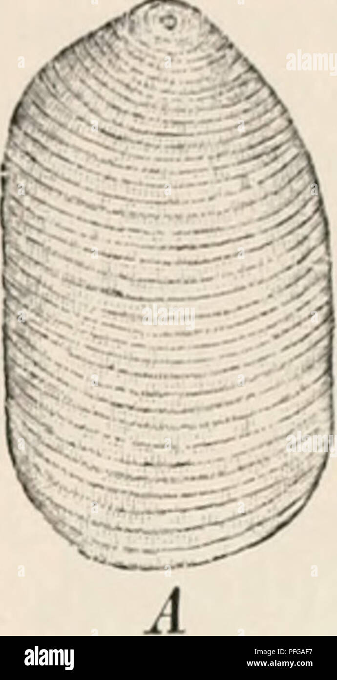 . Das botanische praktikum, anleitung zum selbststudium der mikroskopischen botanik fÃ¼r anfÃ¤nger und geÃ¼btere, zugleich ein handbuch der mikroskopischen technik. Plant physiology; Botany; Microscopy. I. StÃ¤rkekÃ¶rner (Curcuma, l'hajus, Triticum). 105 GroÃe Ãhnlichkeit mit den StÃ¤rkekÃ¶rnein der Kartoffel zeigt das westindische A r r o w - r o o t , auch einfach âArrowToot&quot; ge- nannt, das aus dem Wurzelstock von Maranta, vornehmlich von Ma- ranta arundinacea stammt. Es ist kÃ¤uflich leicht zu haben. Wir unter- suchen es in Wasser. Die KÃ¶rner sind im Durchschnitt kleiner als jene der  Stock Photo