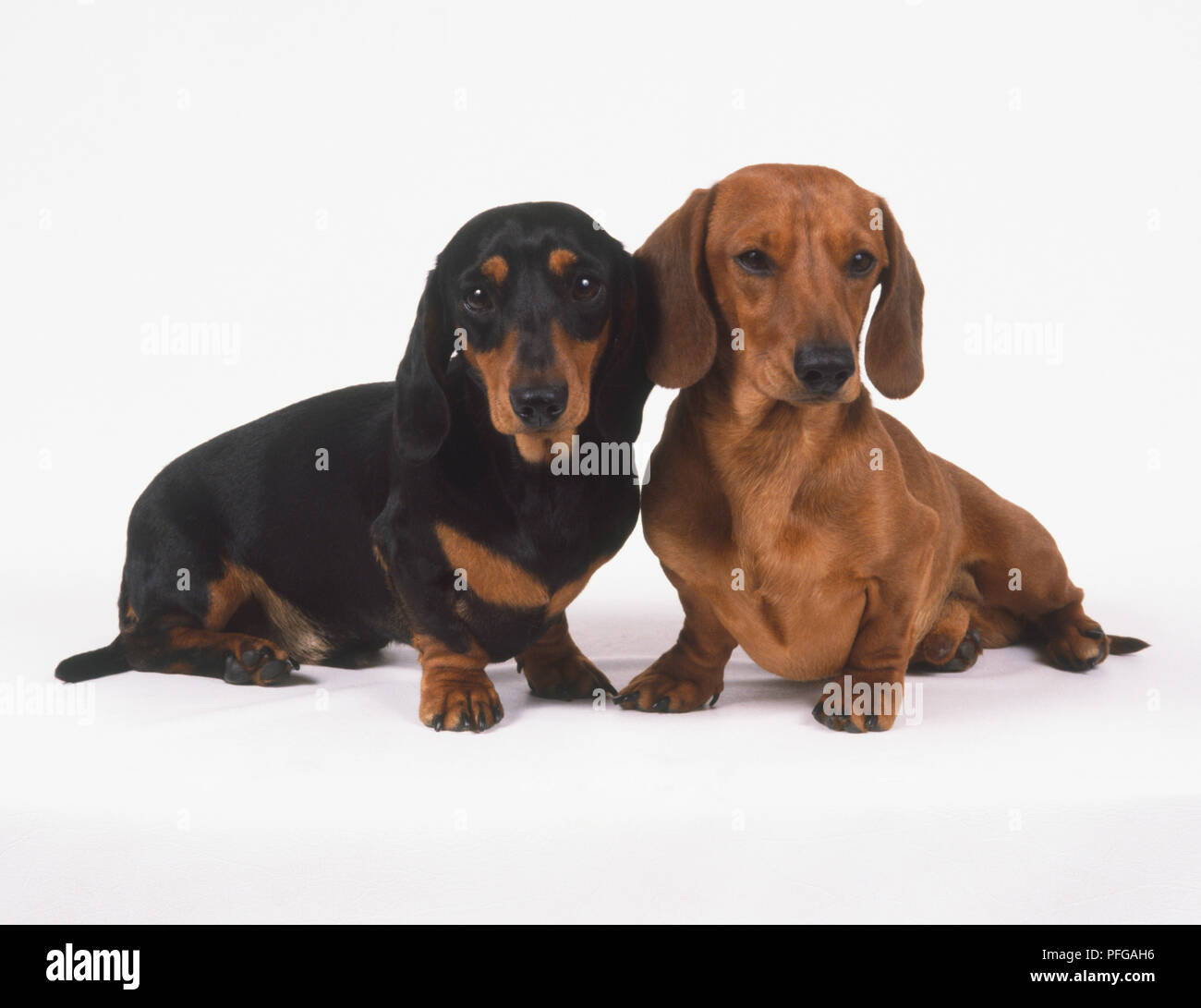 Two Dachshunds (Canis familiaris) sitting side by side, front view ...