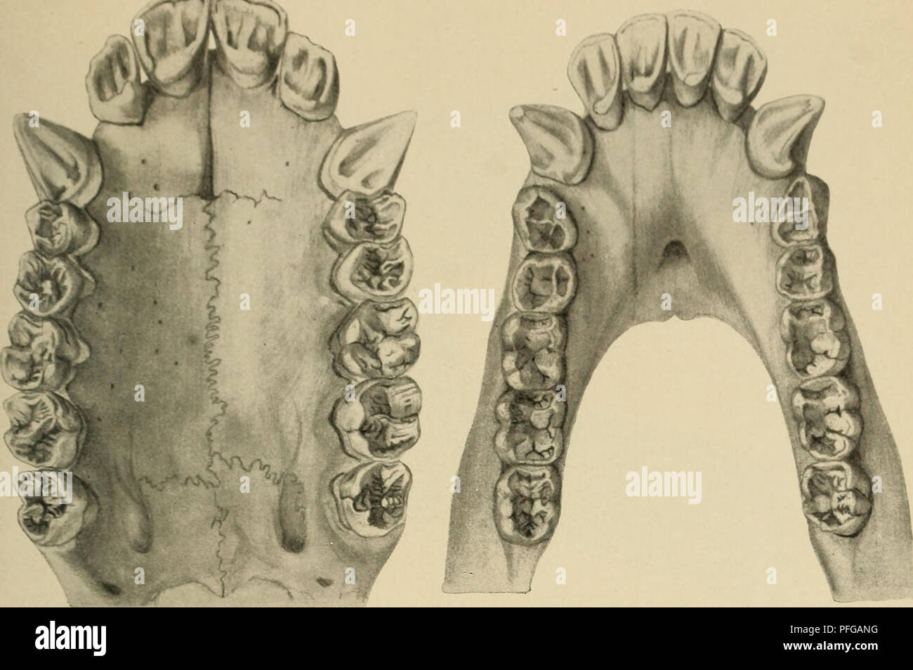 Dental morphology across species hi-res stock photography and images ...