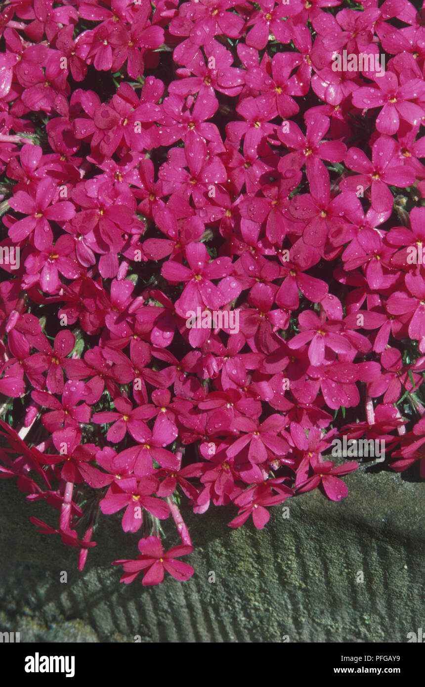 Phlox douglasii 'Crackerjack', profusion of small, deep pink flowers Stock Photo