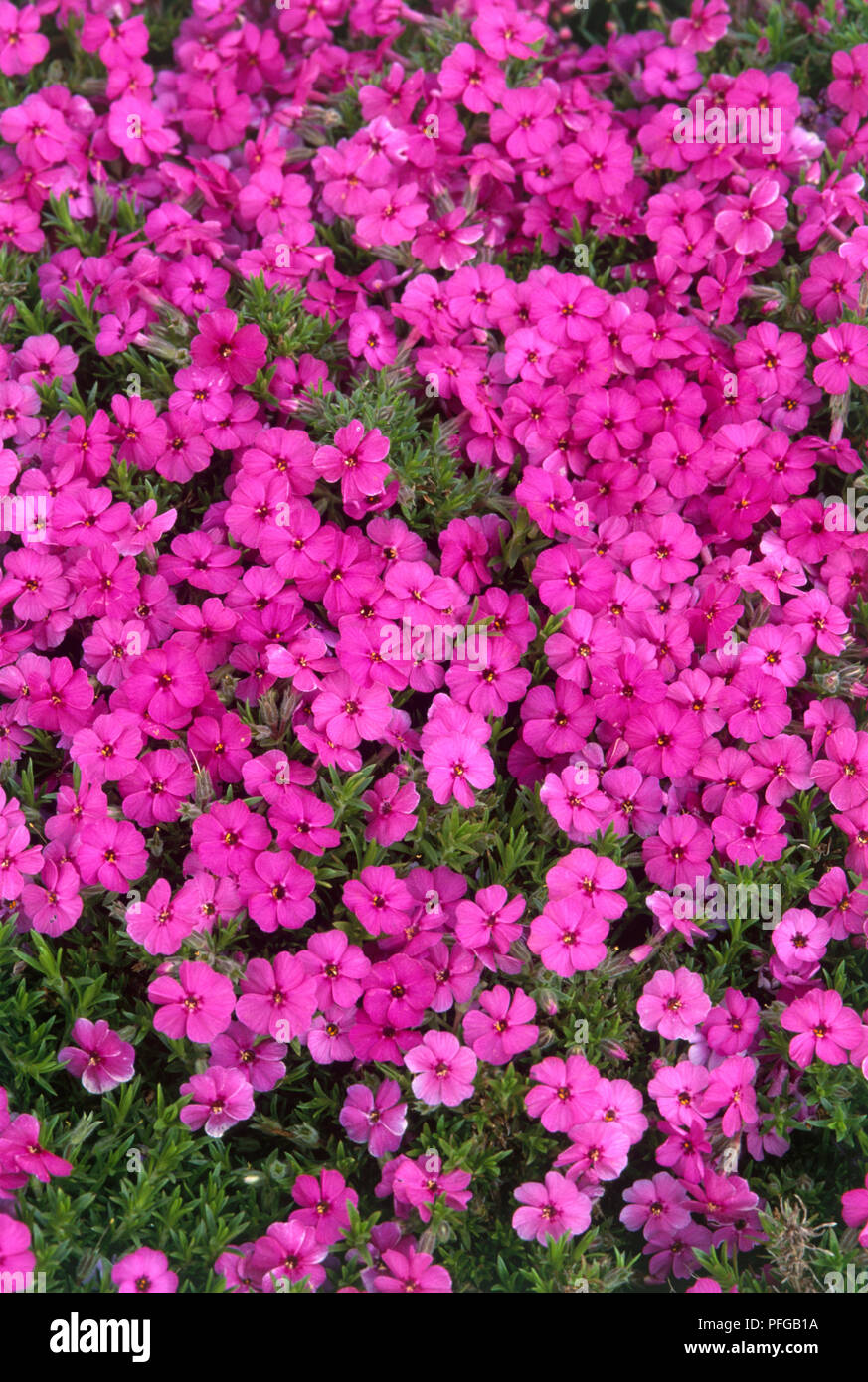 Phlox douglasii 'Red Admiral' (Phlox), profusion of pink flowers Stock Photo