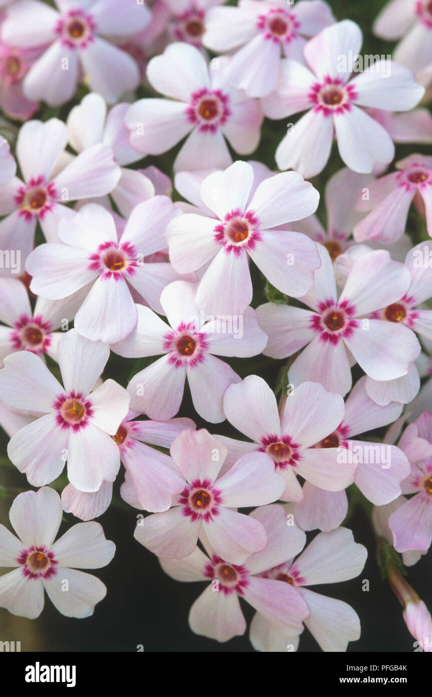 Phlox 'Kellys Eye', pale pink flowers with pale purple centres Stock Photo