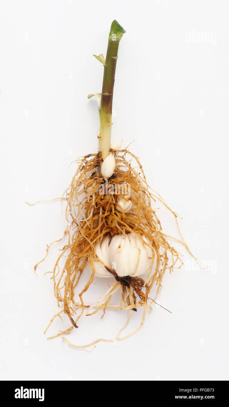 Lilium (Lilly) bulb with tangled roots, and stem Stock Photo Alamy