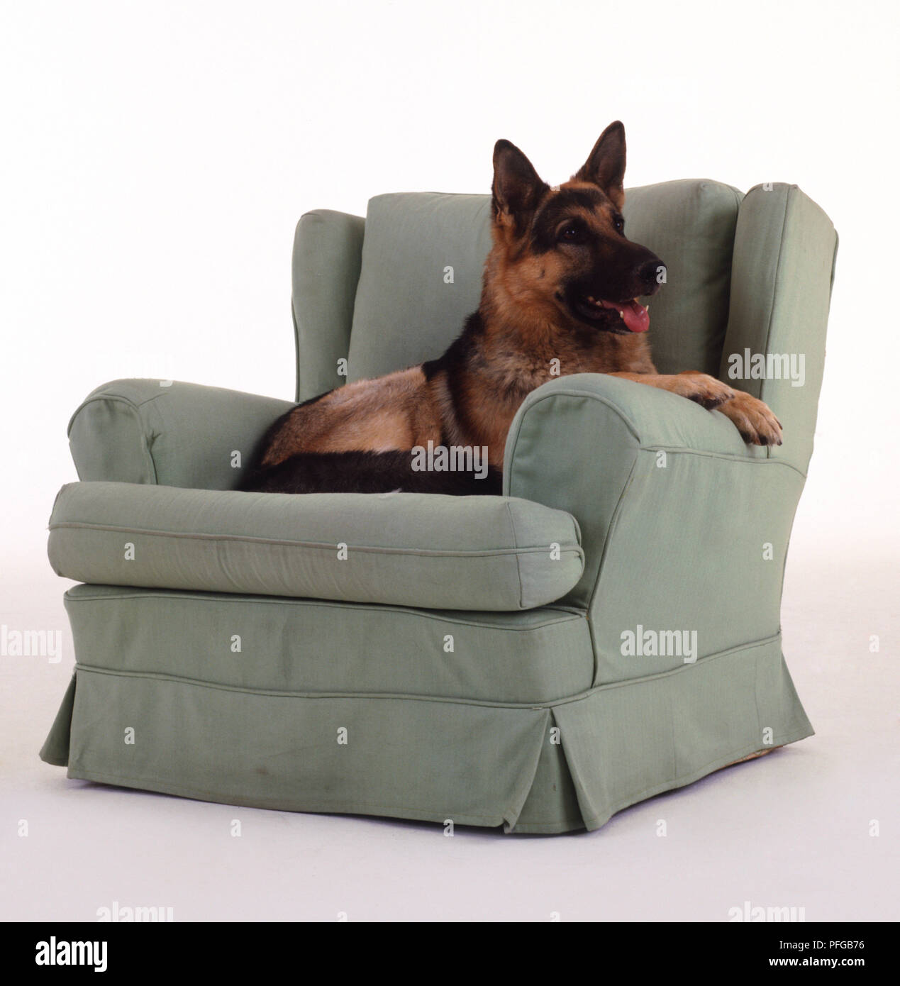 Armchairs for dogs hotsell
