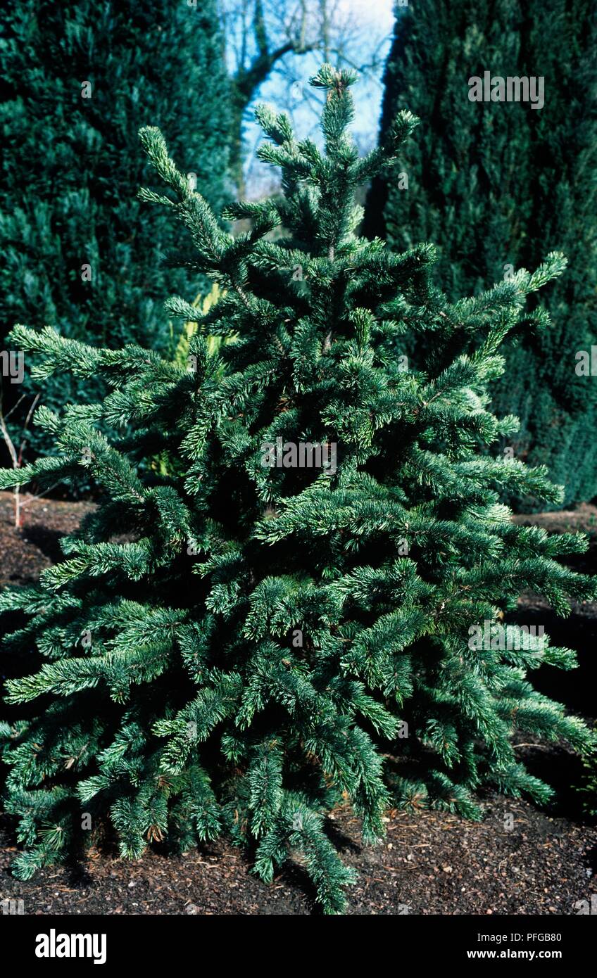 Pinus aristata (Bristle cone pine) Stock Photo