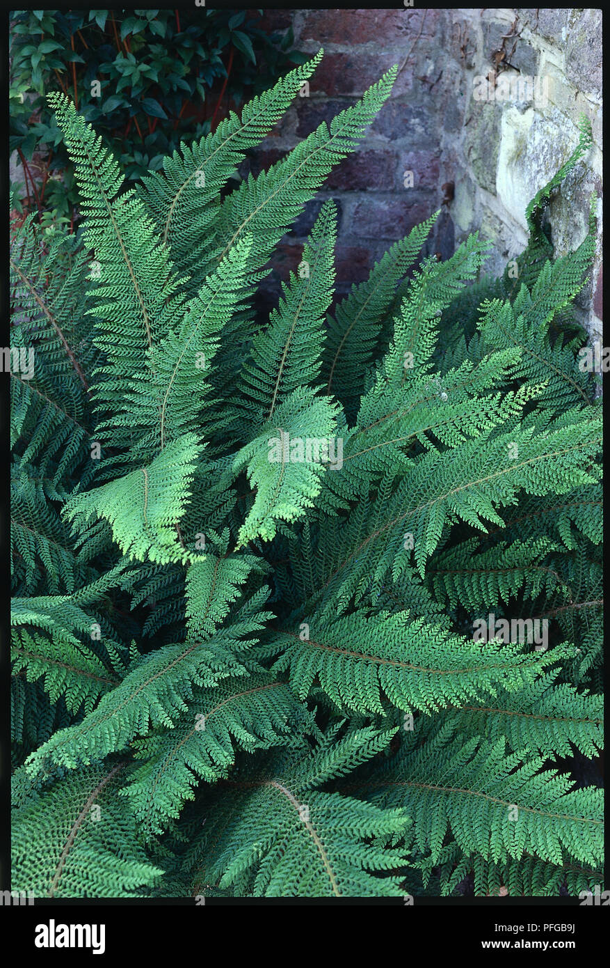 Fern leaves from Polystichum setiferum Divisilobum Group, Soft Shield Fern Stock Photo