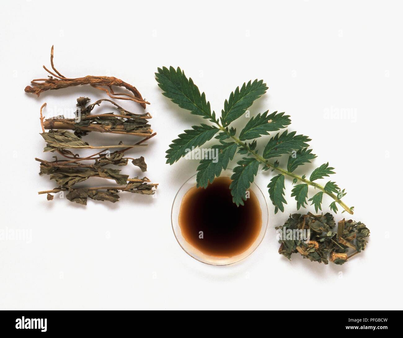 Fresh leaves, dried leaves and tincture from Agrimonia eupatoria, and dried stems and leaves from Agrimonia pilosa (Agrimony) Stock Photo