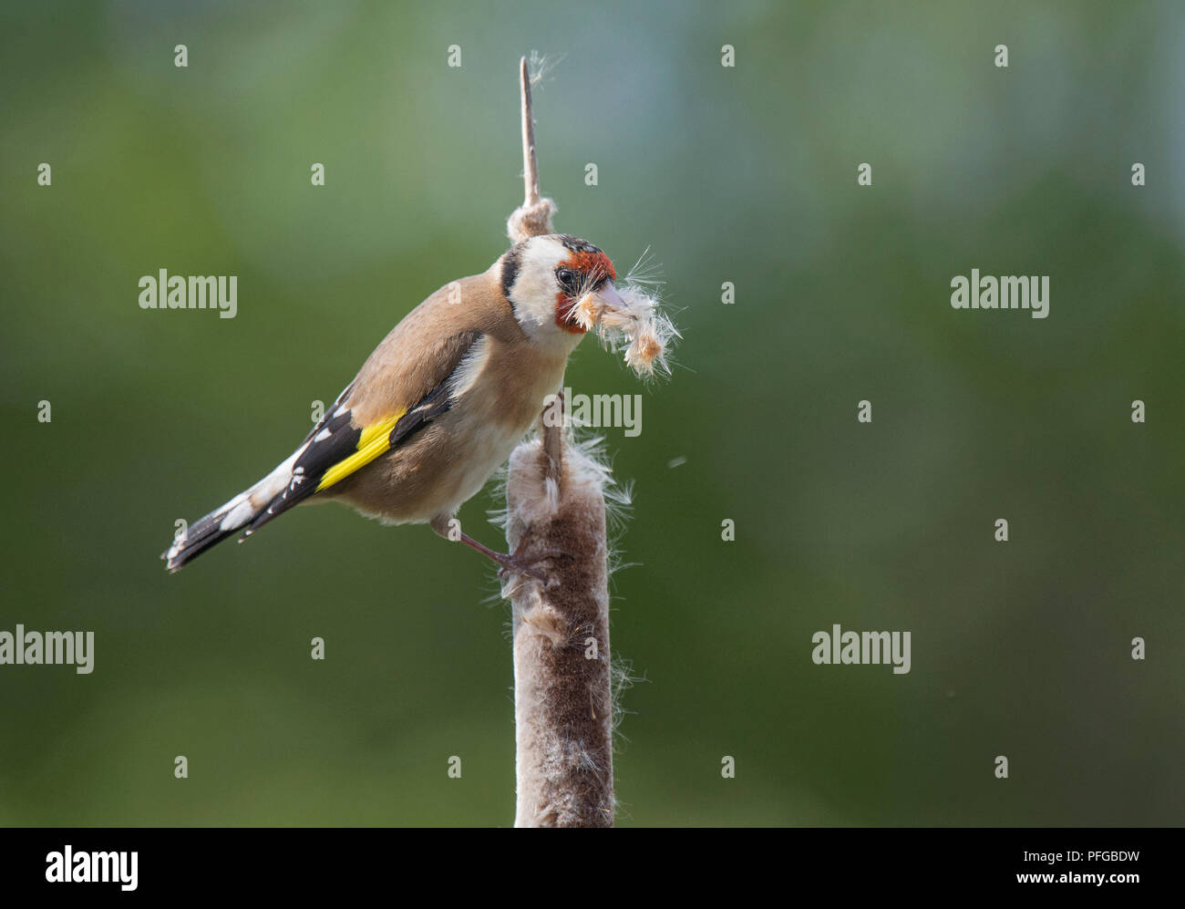 Goldfinch uk nest hi-res stock photography and images - Alamy