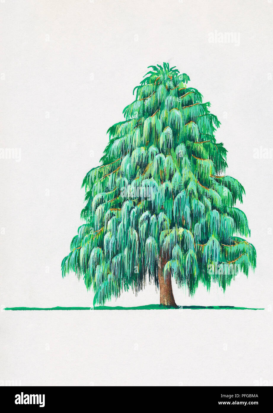 Illustration of Cupressus cashmeriana (Kashmir Cypress, Bhutan Cypress) Stock Photo