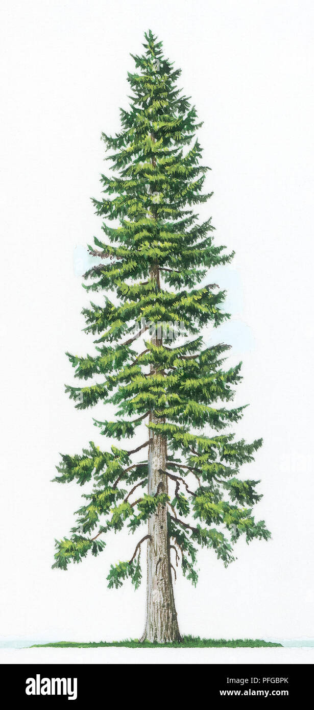 Pseudotsuga Menziesii Drawing
