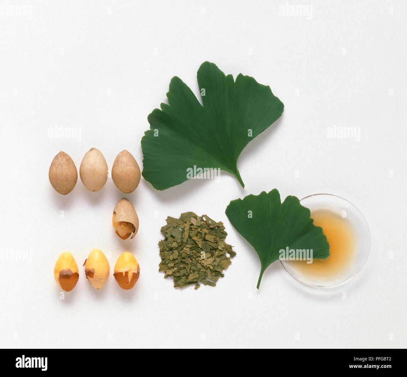 Ginkgo biloba (Maidenhair tree), seeds (Bai gou), fresh and dried leaves, and tincture in petri dish Stock Photo