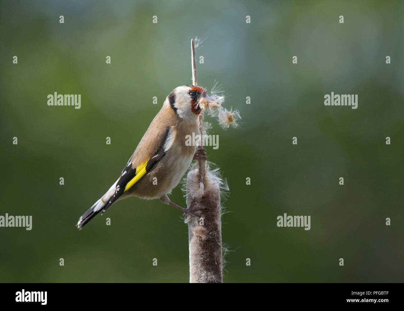 Goldfinch nest uk hi-res stock photography and images - Alamy