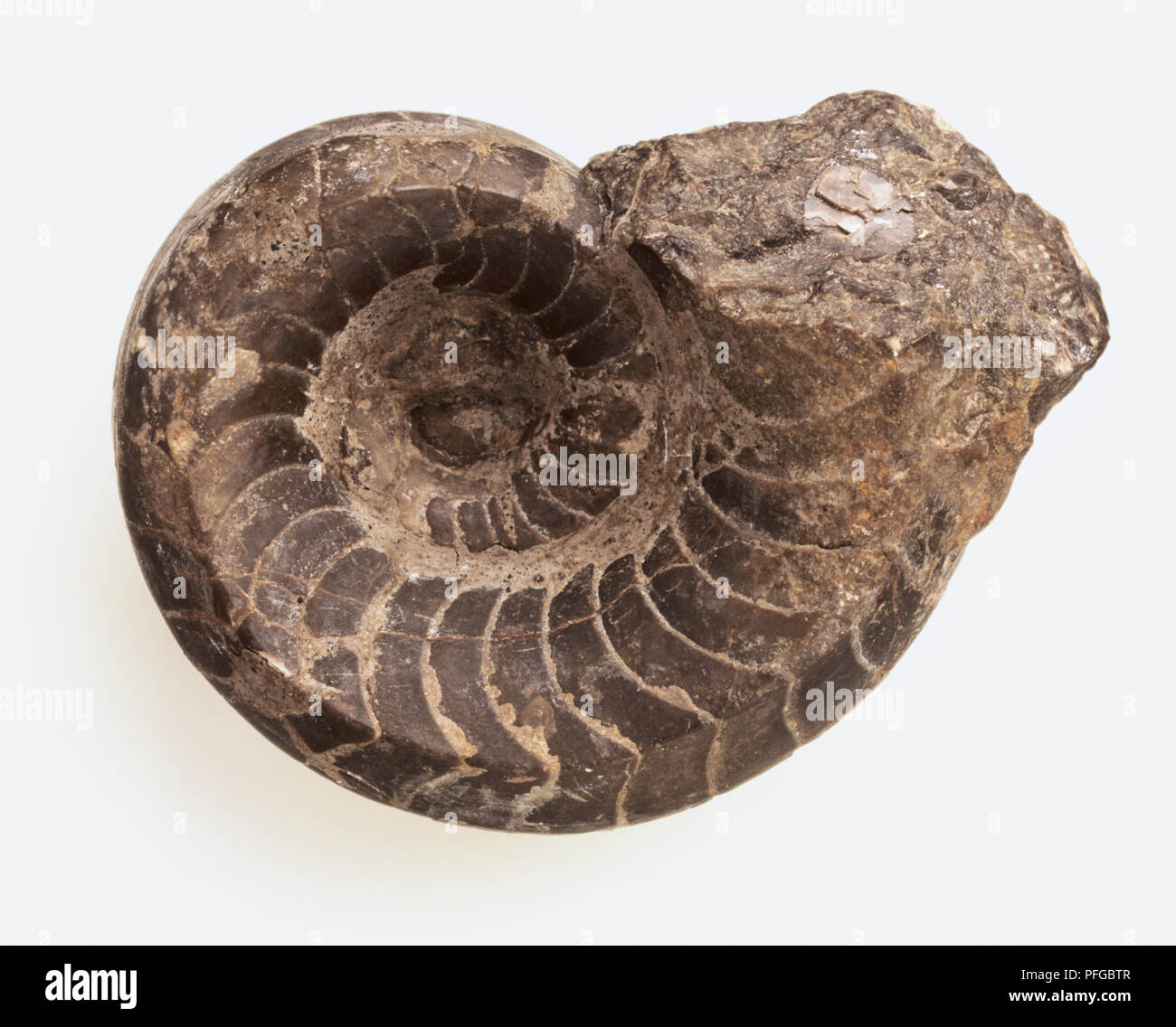 Vestinautilus cariniferus, fossilised shell in limestone Stock Photo