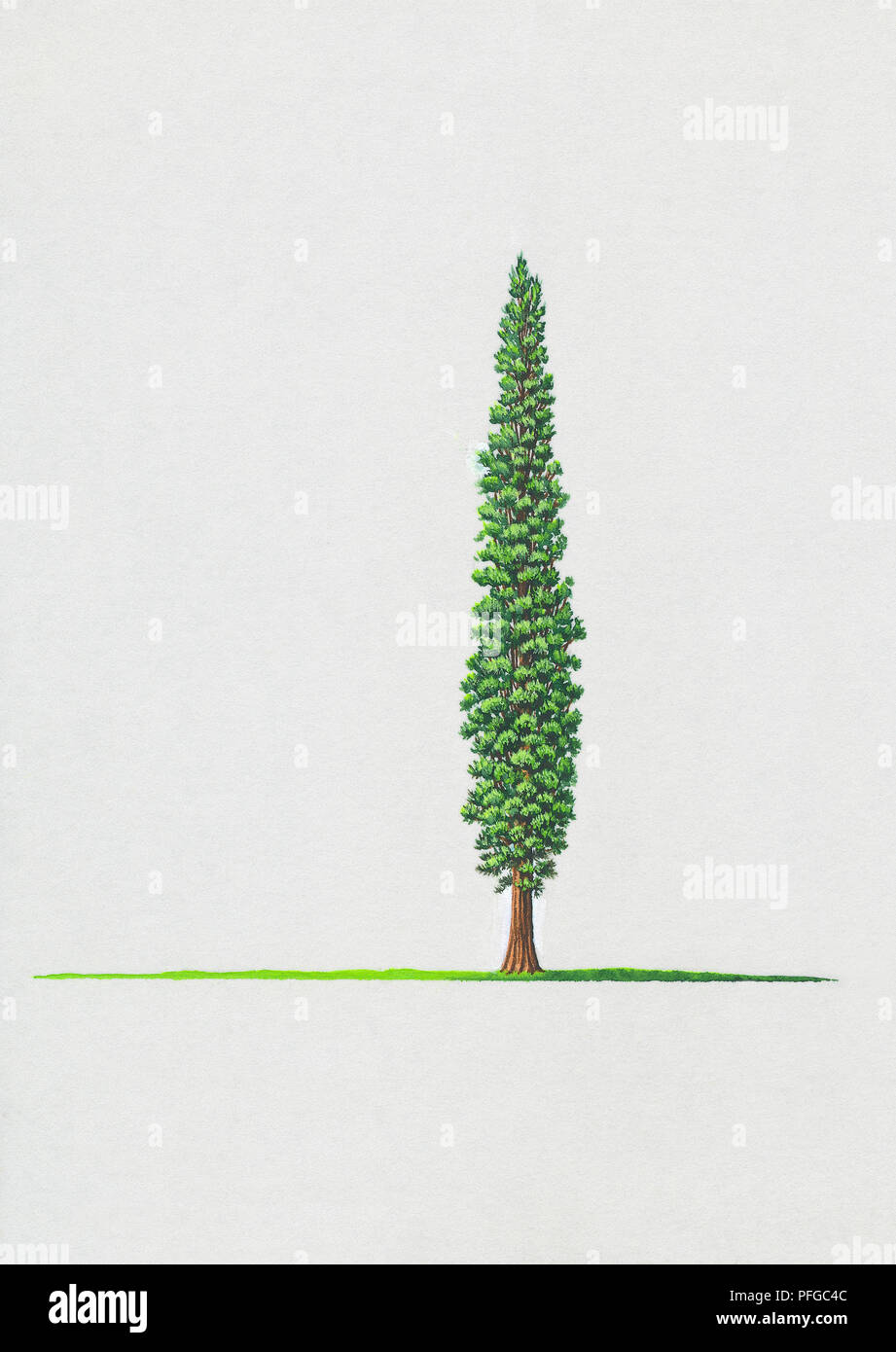 Illustration of Juniperus drupacea (Syrian Juniper) Stock Photo