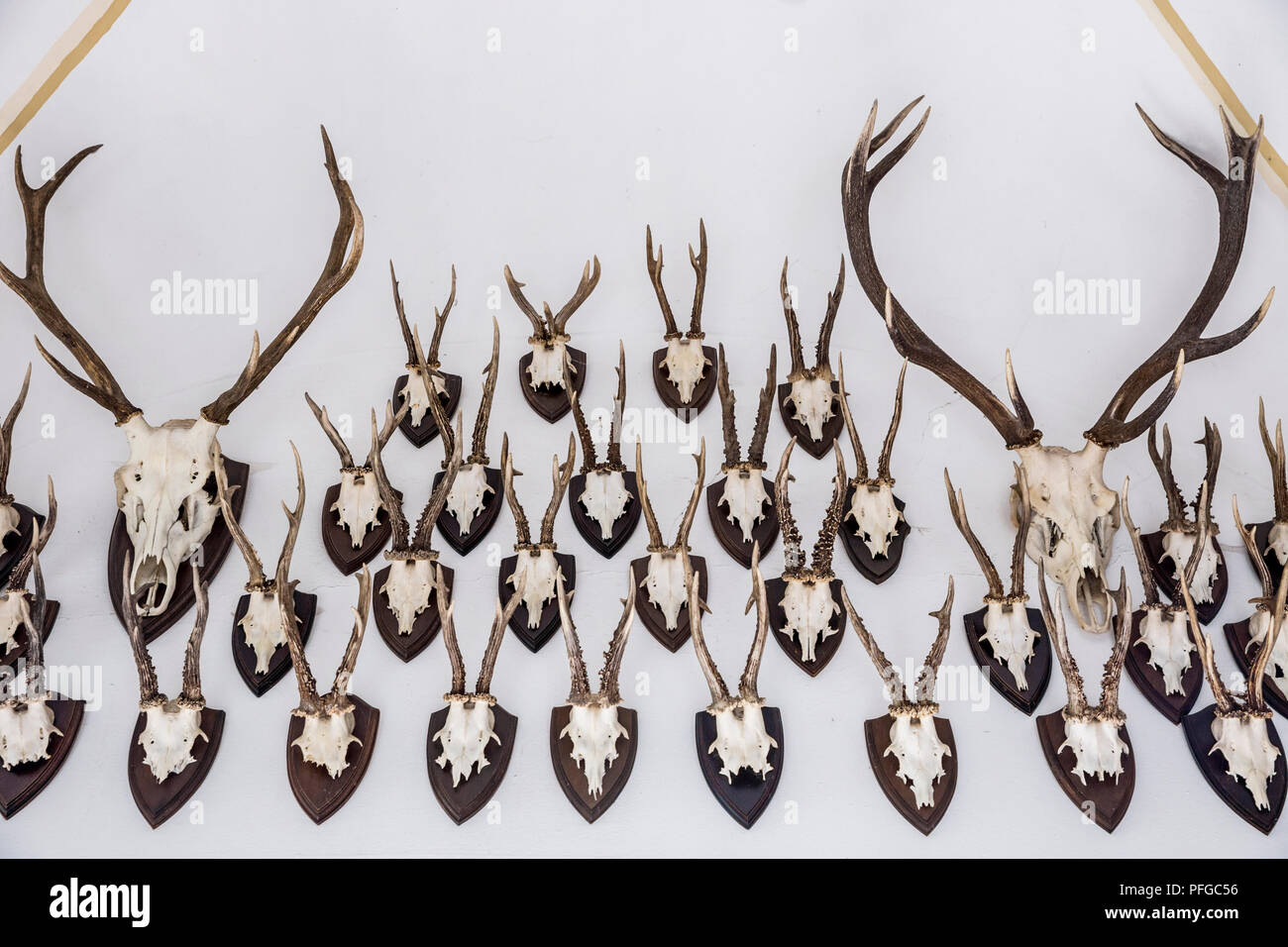 Deer Antlers Decorate A Wall Inside The Burg Rheinstein On The