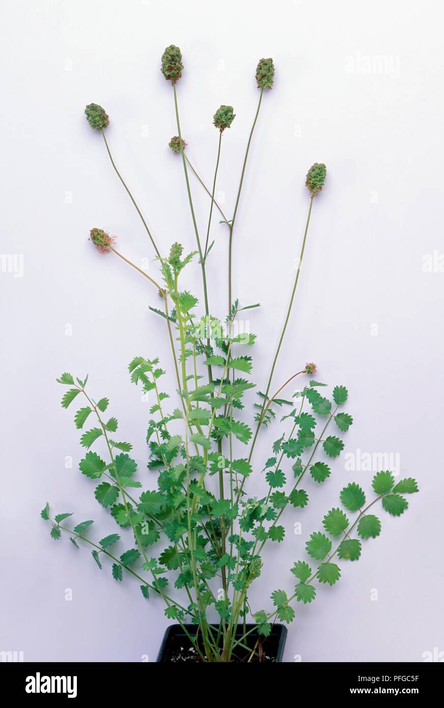 Sanguisorba minor (Salad burnet) in plant pot Stock Photo